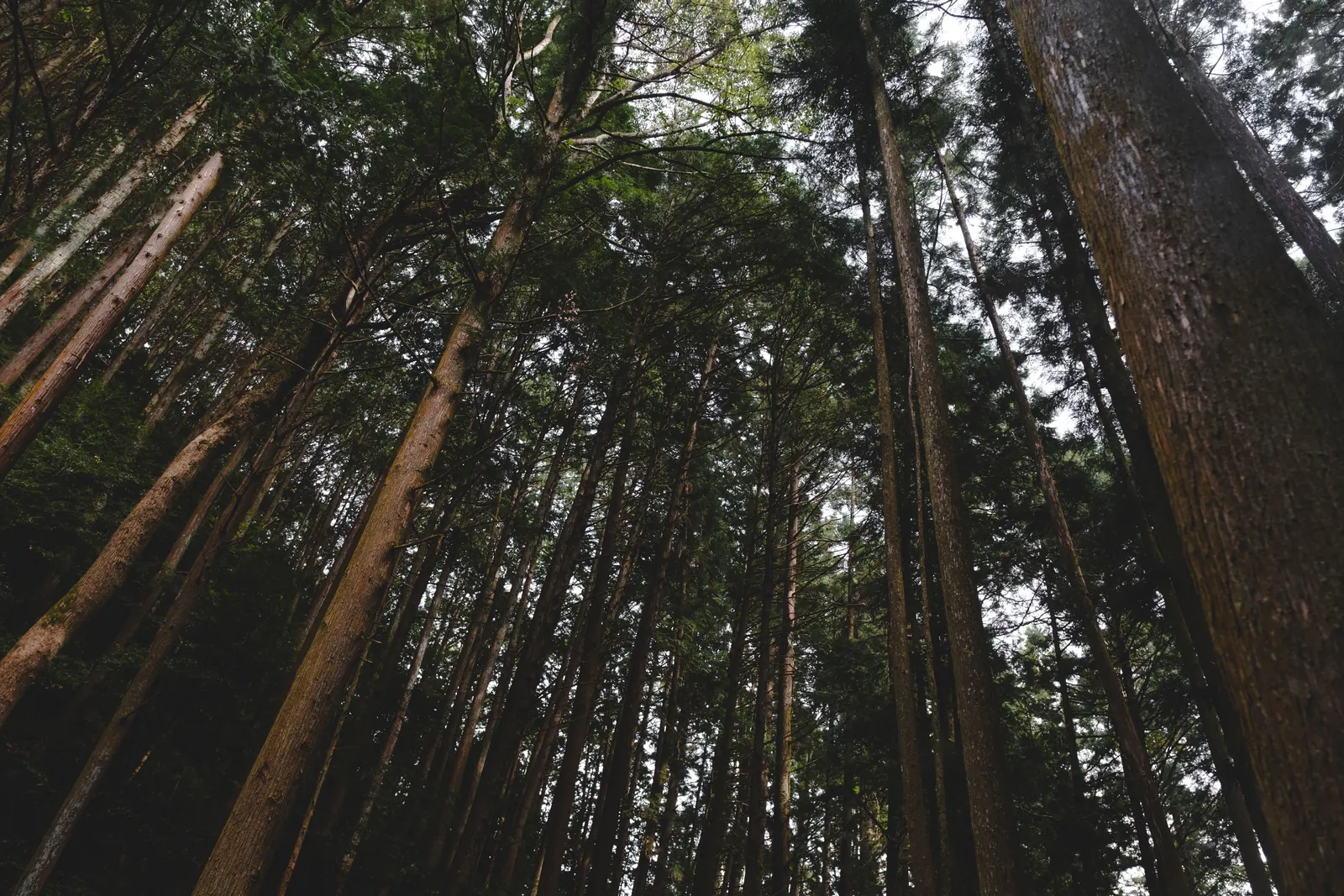 このままではいけない、だとか自分で分岐点を探ったりするとき 山にはいつもお世話になっている。