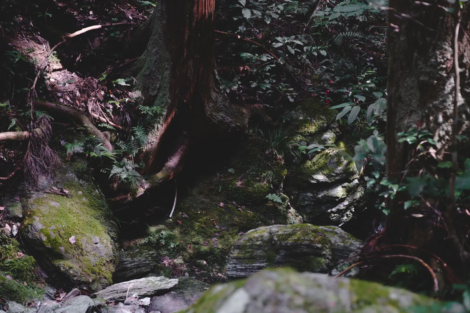 徳島旅の写真
